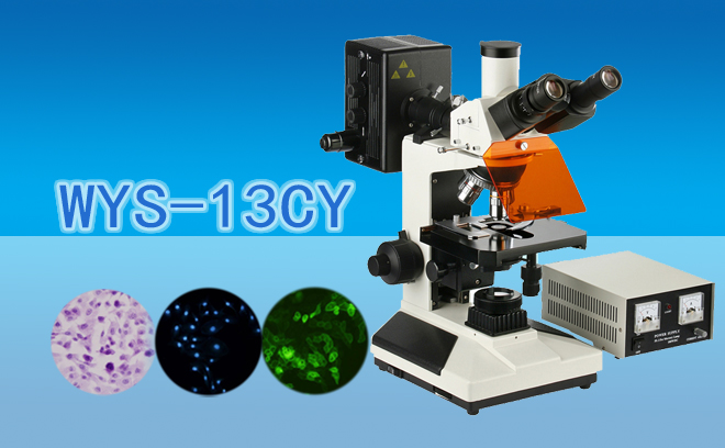 三目熒光顯微鏡WYS-13CY
